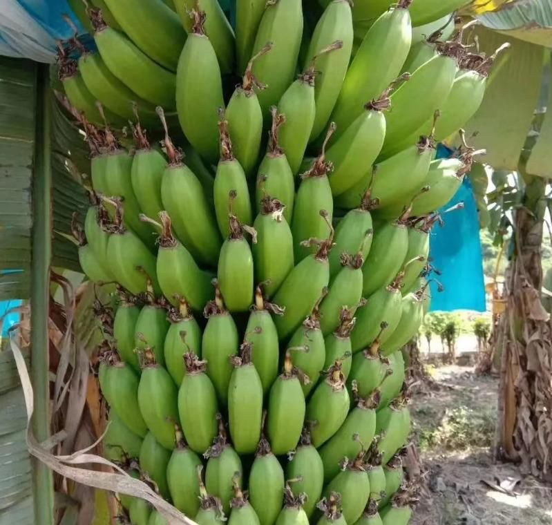 Buy Banana Seed Packs - High-Quality Planting Seeds - Eazylife