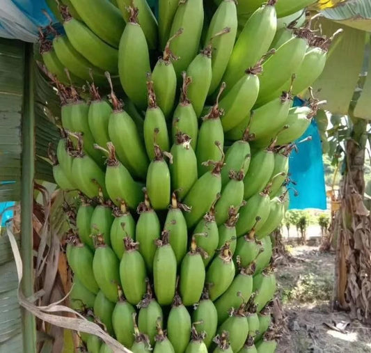 Buy Banana Seed Packs - High-Quality Planting Seeds - Eazylife
