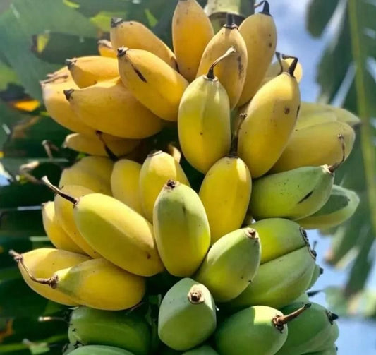 Buy Banana Seed Packs - High-Quality Planting Seeds - Eazylife
