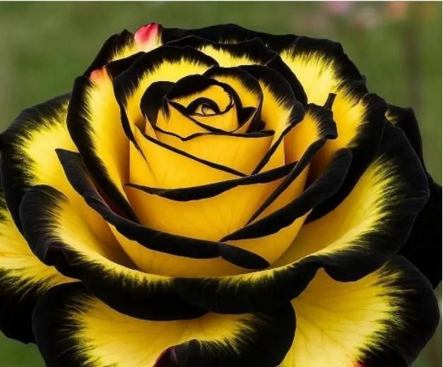 Eclipse Rose Seeds Pack - Premium Flower Gardening Seeds - Eazylife