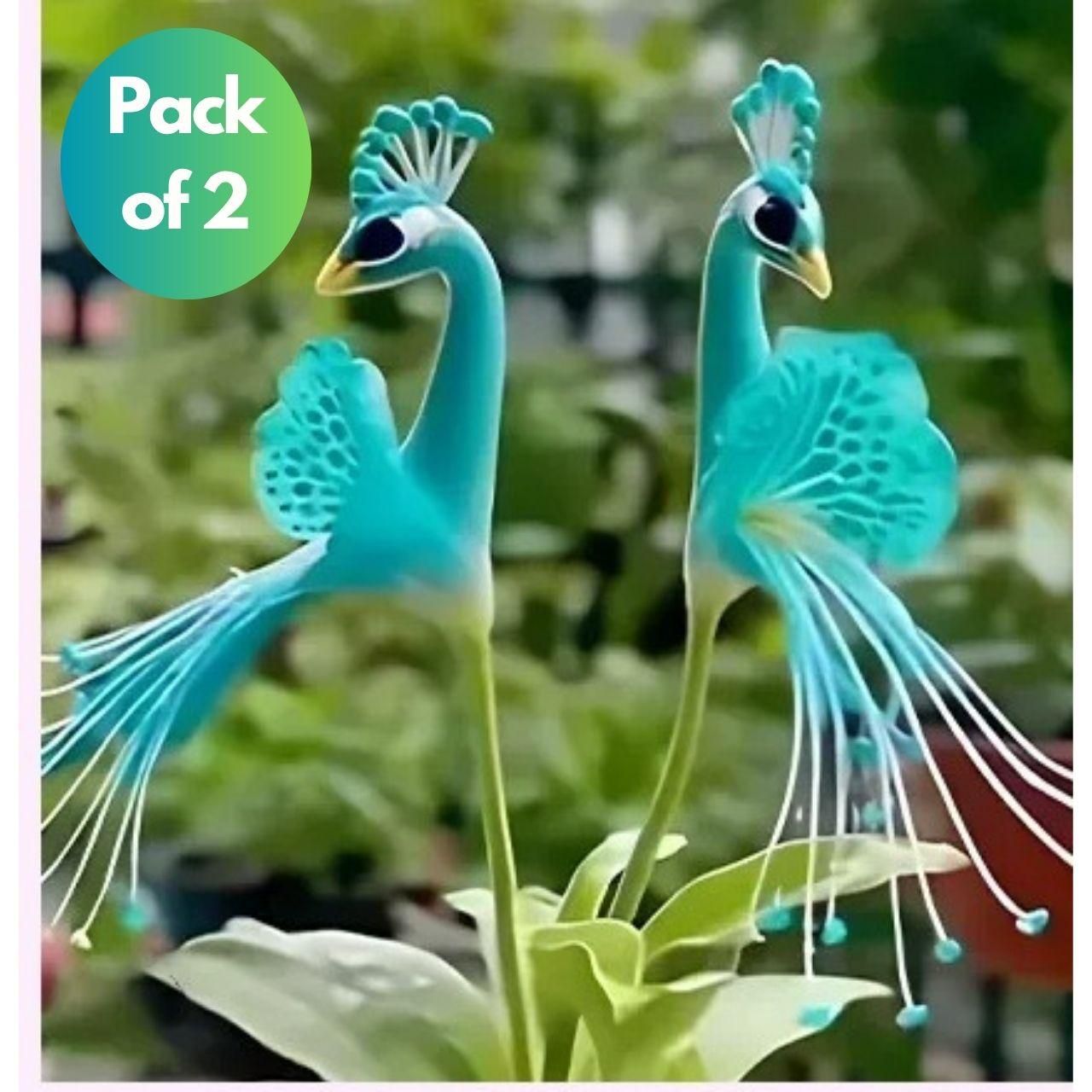 Buy Peacock Flower Seeds Duo - Vibrant Garden Seed Packs Online - Eazylife